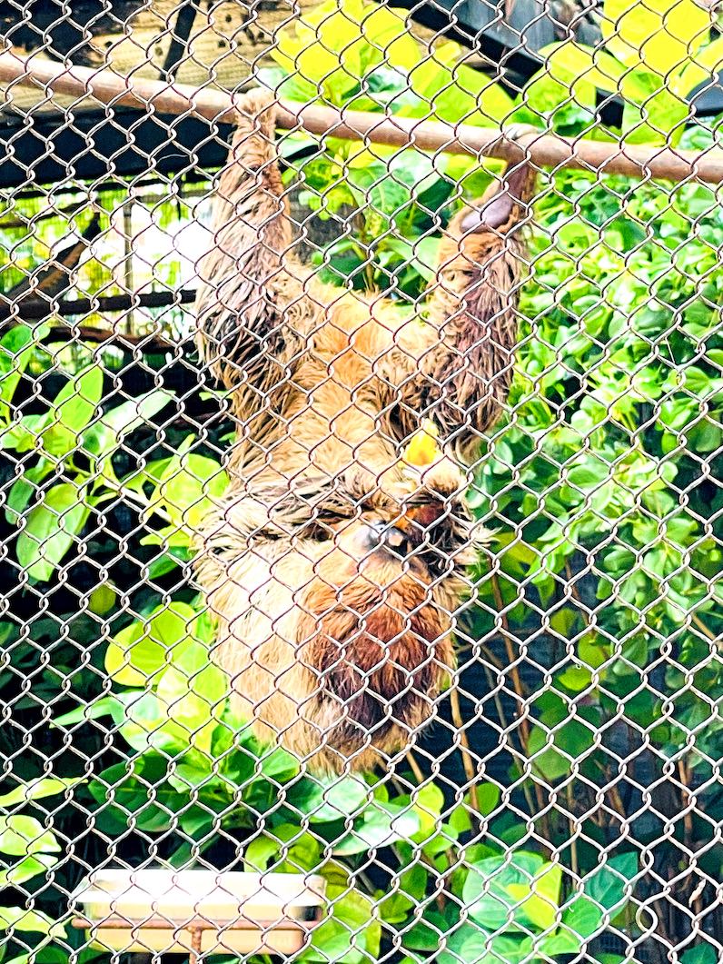 ホノルル動物園のナマケモノが逆さまでご飯を食べてる